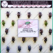Мушка сухая Лесной клоп кр Mustad №14