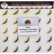 Нимфа Гаммарус лакустрис кр Kamasan №14